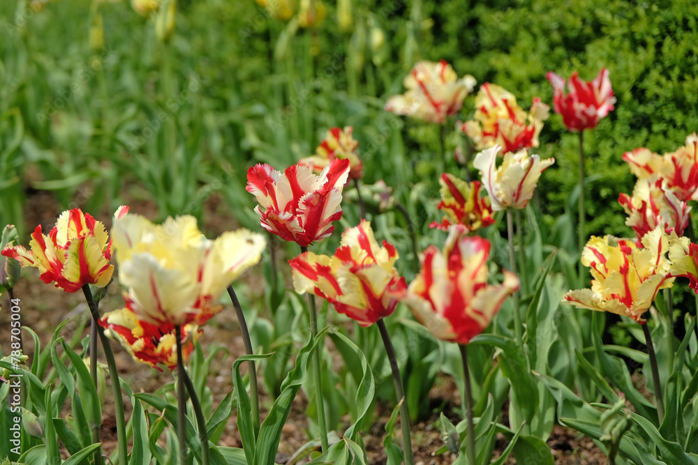Red and cream parrot tulip, tulipa ‘Flaming Parrot’ in flower. Red and cream parrot tulip, tulipa ‘Flaming Parrot’ in flower.