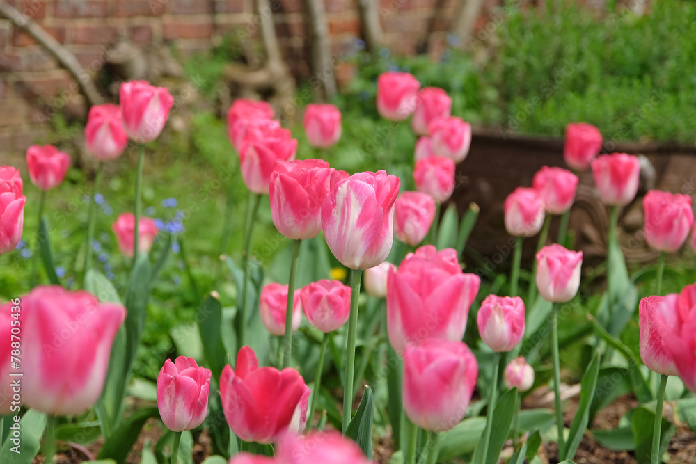 Bright pink and white triumph tulip, tulipa ‘Innuendo’ in flower. Bright pink and white triumph tulip, tulipa ‘Innuendo’ in flower.