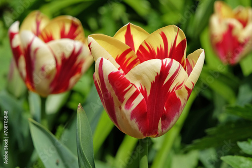 Red and white variegated triumph tulip, tulipa ‘Grand Perfection’ in flower.