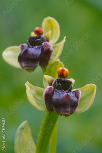 Bumblebee Orchid (Ophrys bombyliflora), Sardinia, Italy, Europe Ophrys bombyliflora. Monte Doglia. Alghero, SS, Sardegna, Italy
