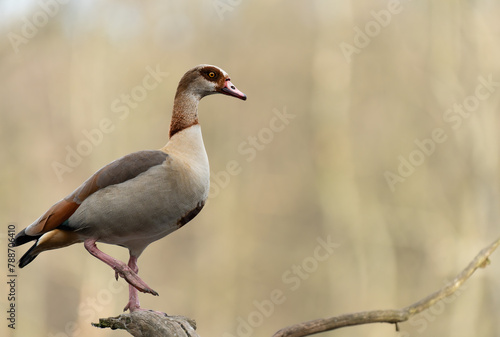 Nilgans