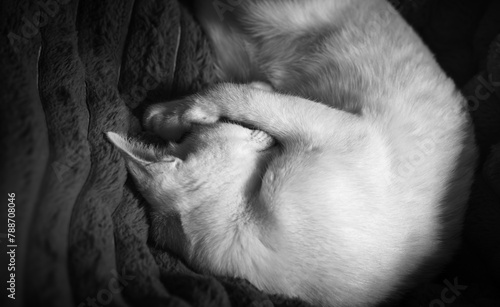 Cat Nap © Ben