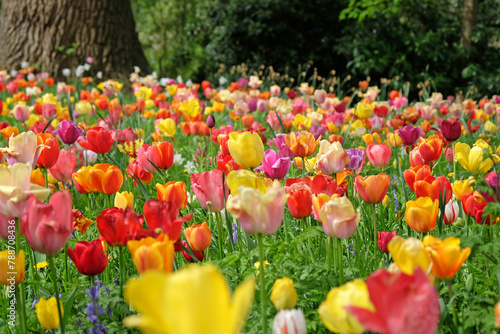 A bright and colourful drift of tulips in naturalised in grass. photo