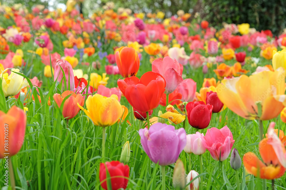 A bright and colourful drift of tulips in naturalised in grass.