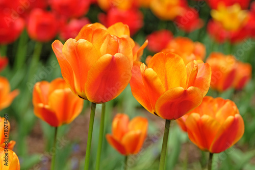 Orange and red triumph tulip  tulipa    Apeldoorn Elite    in flower.