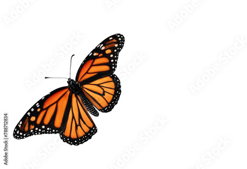 Bright accent color colorful orange monarch butterfly on a transparent background black and orange monarch butterfly isolated © FrameFinesse