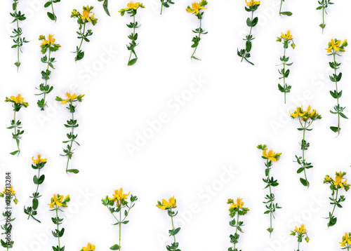 Yellow flowers tutsan ( Hypericum perforatum, St John's wort ) on a white background with space for text. Top view, flat lay. Medicinal herb photo