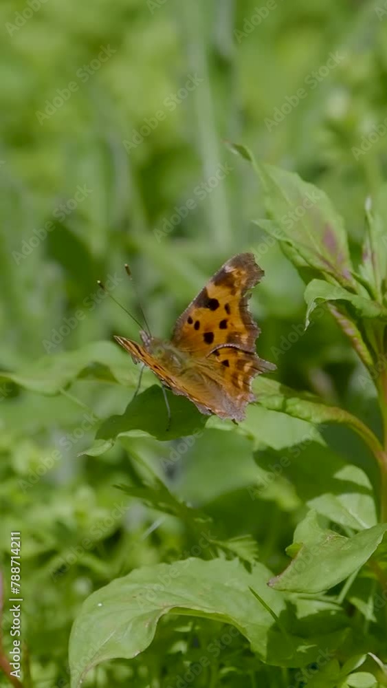 Vertical Video of a Comma Butterfly Resting in a Grass Meadow in Slow Motion Vertical Video of a Comma Butterfly Resting in a Grass Meadow in Slow Motion