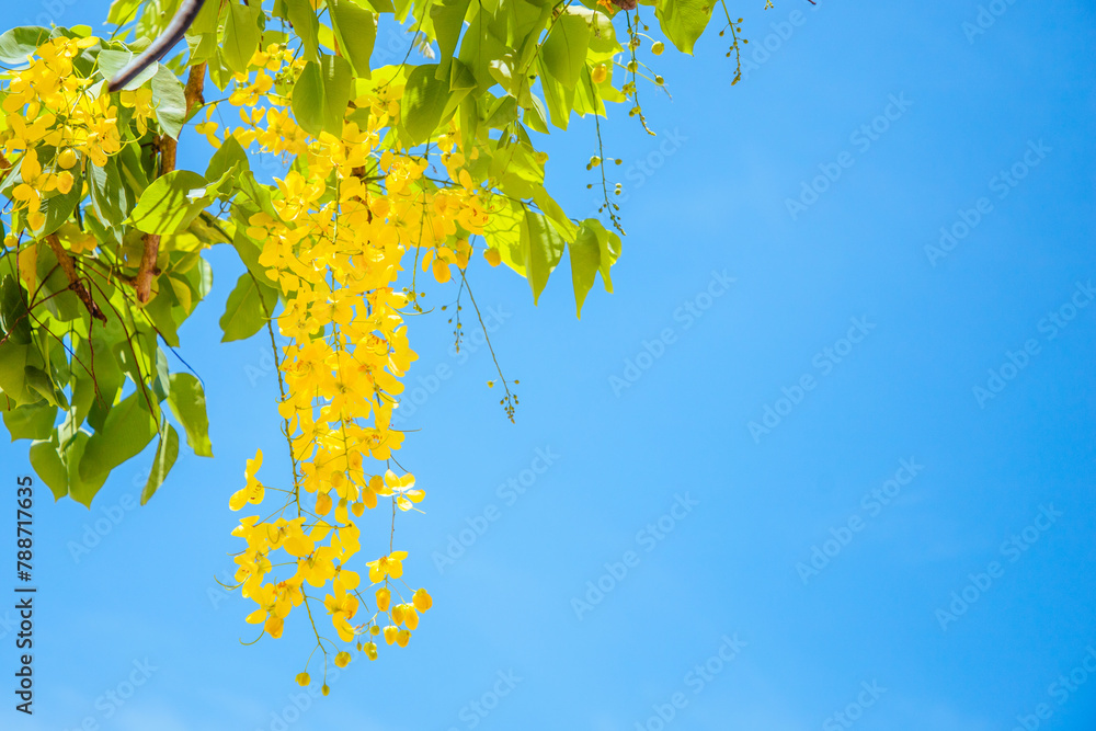 Golden shower flowers against sky Golden shower flowers against sky