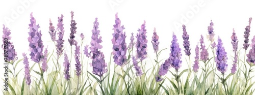 Watercolor clipart of many lavender flowers with a few straight  standing stalks in a large patch