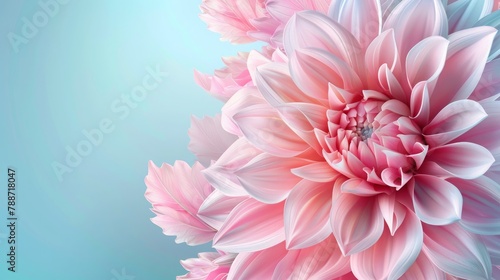 Abstract Pink Dahlia Patels on Pastel Blue Background. Spring Flower on Pastel Blue Background. Valentine s Day  Birthday  Happy Women s Day  Mother s Day Banner. With copy space.