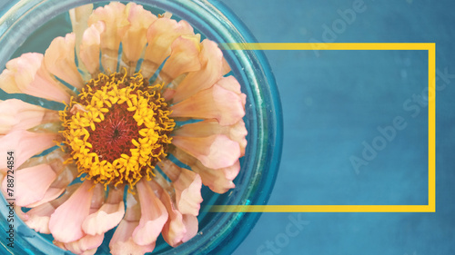Cut flower garden concept with top view of zinnia flower on blue background, copy space in frame banner for mothers day.