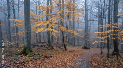 Autumn season in forest 