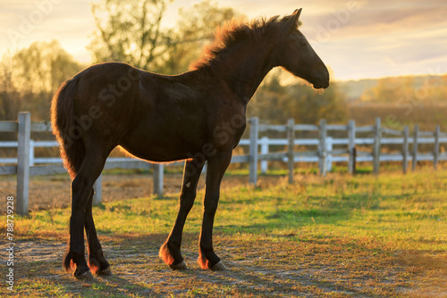 Elegant bay filly standing in sunset rays near the corral
