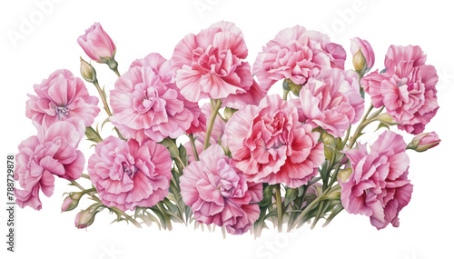 Bouquet of watercolor carnations flowers. Floral  background. For posters  greeting card.