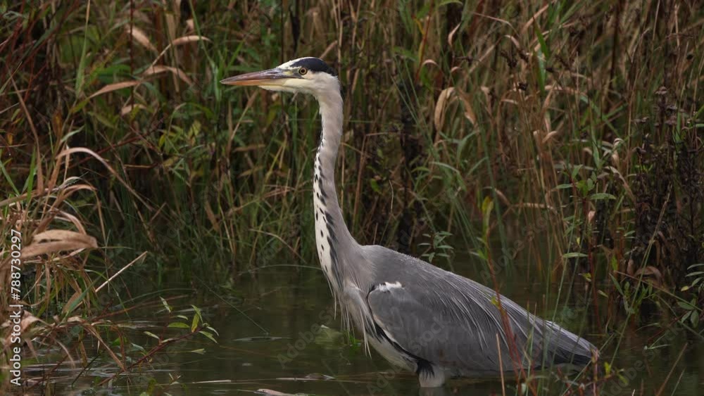 A grey heron (Ardea cinerea) standing in shallow water and looking at you A grey heron (Ardea cinerea) standing in shallow water and looking at you