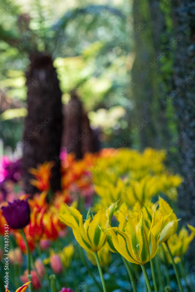 Colourful tulips, photographed in springtime at Victoria Embankment Gardens on the bank of the River Thames in central London, UK. Colourful tulips, photographed in springtime at Victoria Embankment Gardens on the bank of the River Thames in central London, UK.