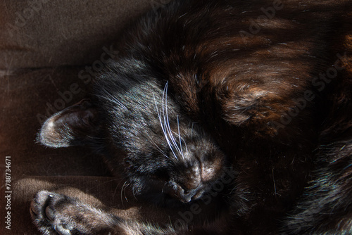 gros plan sur un chat noir faisant la sieste
