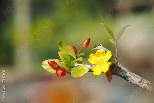 Yellow apricot flowers bloom in spring, inside a garden in the ancient town of Hoi An, Vietnam