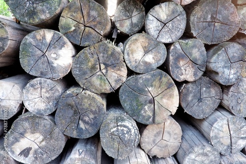 A pile of logs with wooden texture for a natural background backdrop 