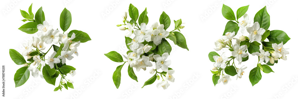 Fototapeta premium Set of a Jasmine on a ,transparent background