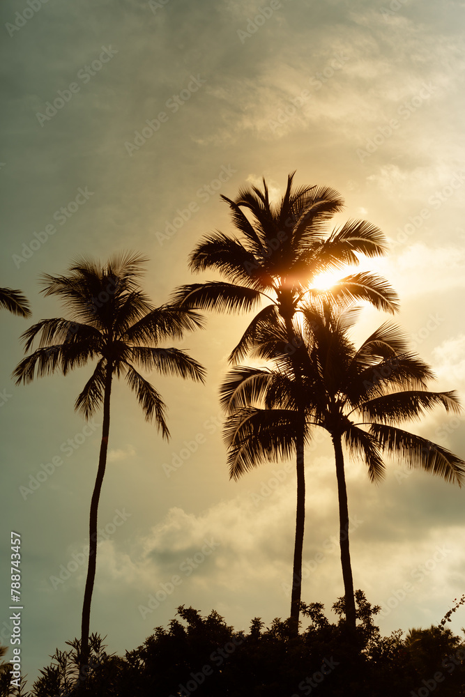beautiful golden sunset sun shinning through palm trees 