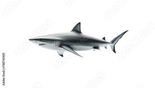 A grey shark with a white belly and black eyes is swimming in the ocean. photo