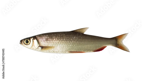 A realistic image of a bleak fish on a transparent background.