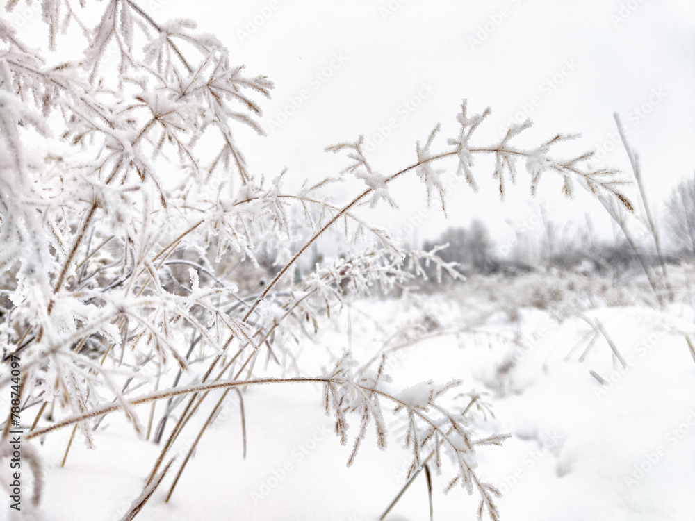 Winter Wonderland With Frost-Covered Grass and Snowy Backdrop. Frost clings to grass on a snowy field Winter Wonderland With Frost-Covered Grass and Snowy Backdrop. Frost clings to grass on a snowy field
