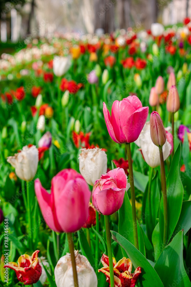 Background from many colorful tulips. Floral background from a carpet of multi-colored tulips.