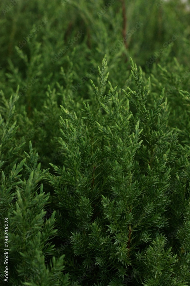 green grass background green grass background