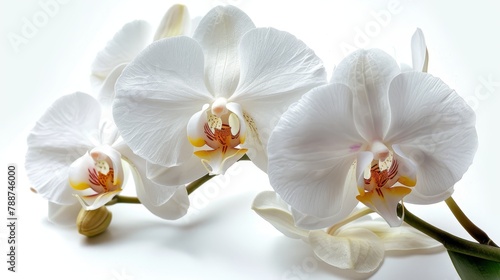   A collection of white blossoms atop a pristine table  accompanied by a green foliage plant against a white backdrop