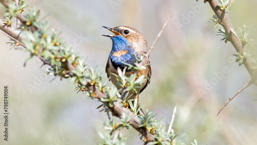 male blue bird