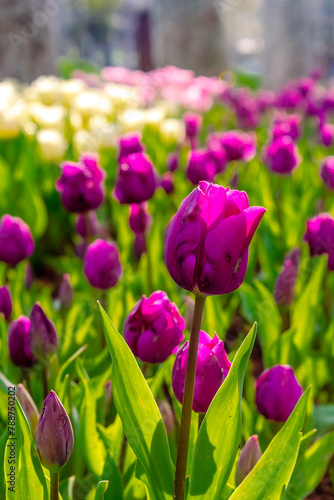 Background of many purple tulips. Floral background from a carpet of purple tulips.