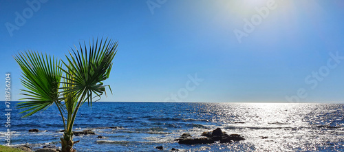 Green palm tree leaves and sun light on blue sky background.