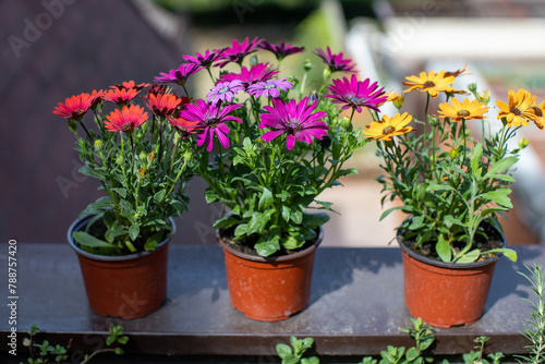 Vibrant red, purple and yellow African daisies blooming in outdoor pots during sunny daytime © aerogondo