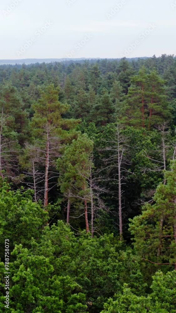 Green trees in the morning. Forest in summer. Beautiful nature. Treetops of mixed trees in woodland. View from above. Vertical video Green trees in the morning. Forest in summer. Beautiful nature. Treetops of mixed trees in woodland. View from above. Vertical video