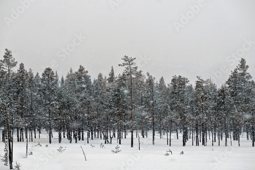 snow covered trees in winter, Norway