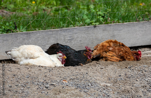 Close-up with chickens Taking a Dust Bath