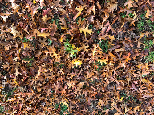 Colorful autumn leaves floral non-seamless background, top view, eco-friendly environmental concept, outdoor scenery, natural decor © Contes de fée 