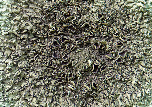 Close-up of a Protoparmeliopsis garovaglii lichen on a stone photo