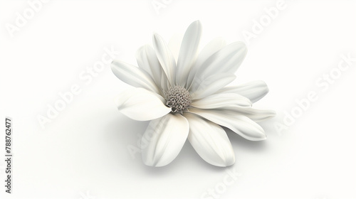 white flower isolated on white background