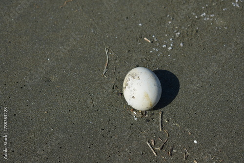 Turtle Egg, Playa Ostional