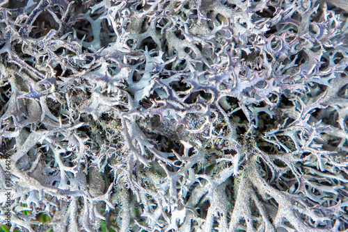 Close-up with the texture of the Usnea barbata lichen