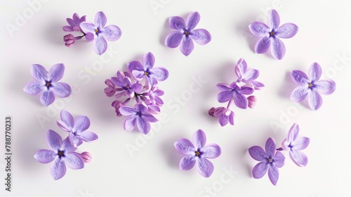 A set of dainty purple lilac flowers delicately arranged against a pristine white backdrop forms an enchanting floral spring design featuring soft shadows in a captivating top down view for