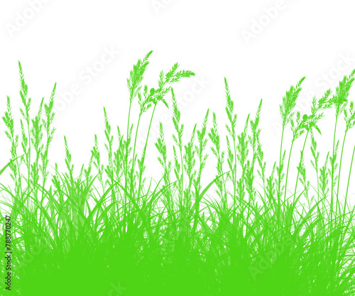 Fresh green grass isolated against a white background