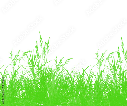 Bunches of grass on a transparent background