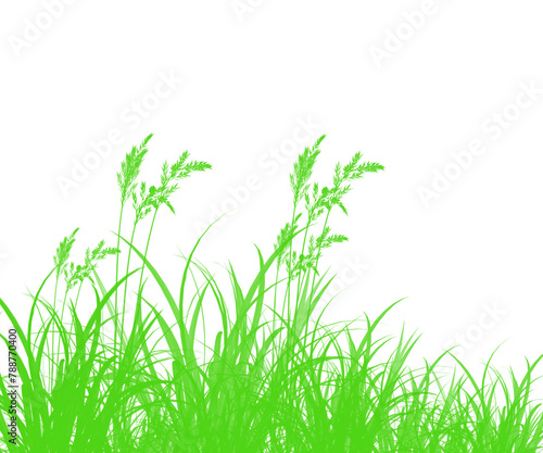 green grass in garden isolate on white background