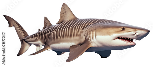 close up to a dangerous tiger shark PNG isolated on white and transparent background - Sea Marine apex predator ichthyology concept photo