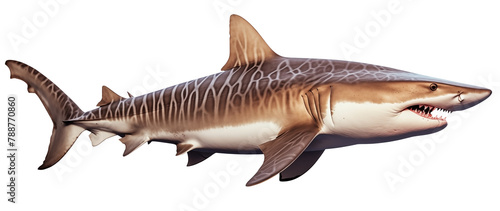 close up to a dangerous tiger shark PNG isolated on white and transparent background - Sea Marine apex predator ichthyology concept